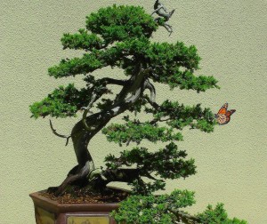 bonsai